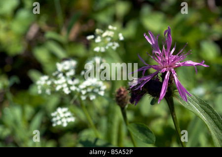 Kuckuck Blume, Ragged-Robin, Lychnis Flos-Cuculi Stockfoto