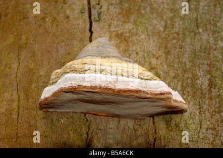 Zündstoff Fomentarius - Zunderschwamm an einem abgestorbenen Baum wächst. Stockfoto