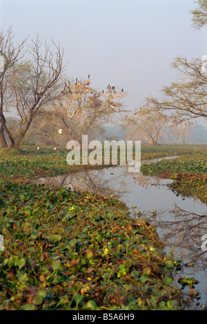 Keoladeo Ghana Bird Sanctuary Bharatpur Rajasthan Staat Indien Asien Stockfoto