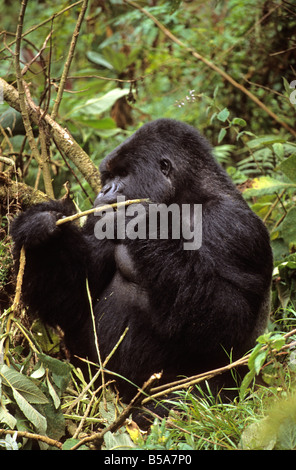 Charles, der Silberrücken Gorilla Berggruppe der Umubano nascht auf Laub in Ruandas nationalen Vulkan Park Afrika Stockfoto