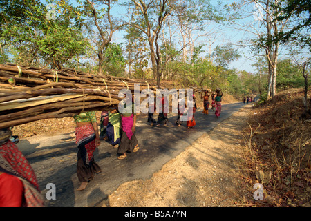 Frauen sammeln von Brennholz in der Nähe von Dhariyawad Rajasthan Staat Indien Asien Stockfoto