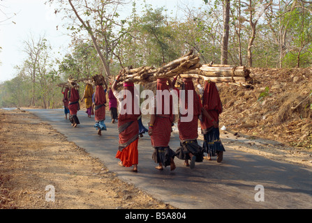 Frauen sammeln von Brennholz in der Nähe von Dhariyawad Rajasthan Staat Indien Asien Stockfoto