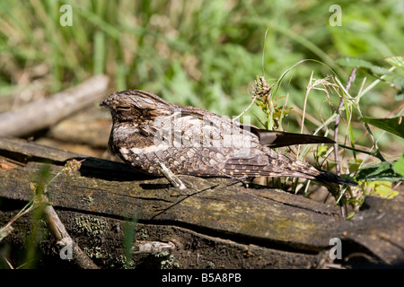 Europäische Ziegenmelker, Caprimulgus Europaeus, England, UK Stockfoto