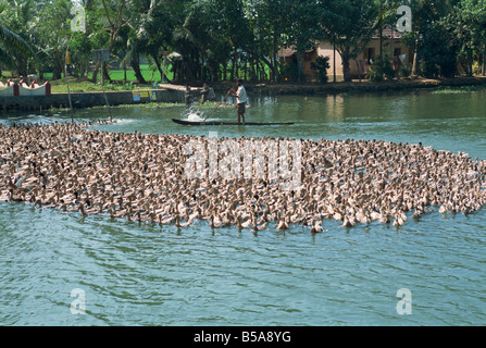 Enten werden getrieben auf ein Rückstau, Bundesstaat Kerala, Indien Stockfoto