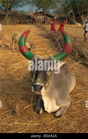 Kuh Dorfleben Dhariyawad Rajasthan Indien Asien Stockfoto