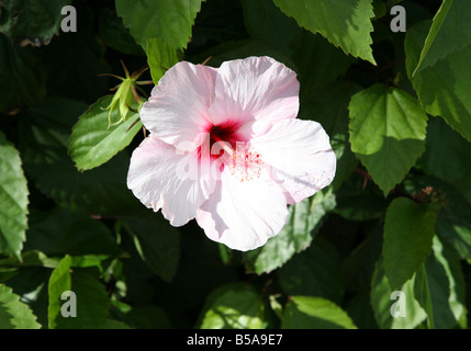 Eine Nahaufnahme von einer Hibiskusblüte Stockfoto