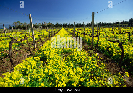 Frühlingsblumen in einem Weinberg in der Nähe von Milazzo auf Nord-Ostküste, Sizilien, Italien, Europa Stockfoto