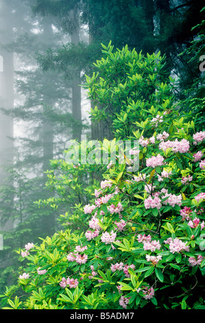 Rhododendron blüht in Redwood Forest Stockfoto