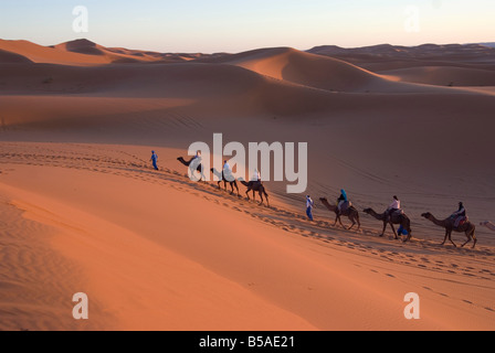 Dromedare, die Touristen auf einen Sonnenuntergang reiten Merzouga Marokko Nordafrika Afrika Stockfoto