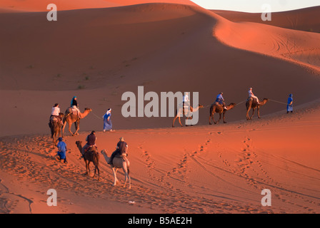 Dromedare, die Touristen auf einen Sonnenuntergang reiten Merzouga Marokko Nordafrika Afrika Stockfoto