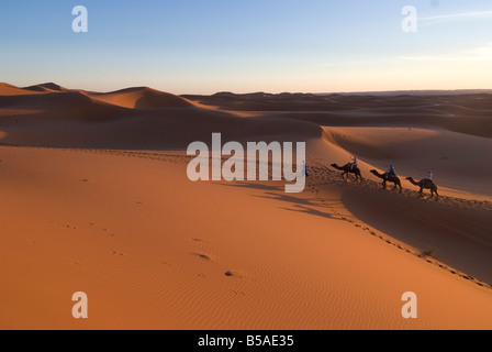 Dromedare, die Touristen auf einen Sonnenuntergang reiten Merzouga Marokko Nordafrika Afrika Stockfoto