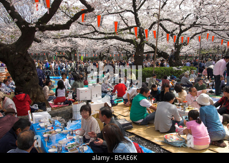 Personengruppen mit Picknick unter Bäumen, Cherry Blossom Festival, Sakura, Ueno Koen, Tokio, Honshu, Japan Stockfoto