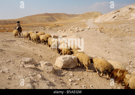 Schafe, die zu Fuß in Linie über steinige Landschaft nach zwei Jungs reiten einen Esel Pella Jordanien Naher Osten Stockfoto