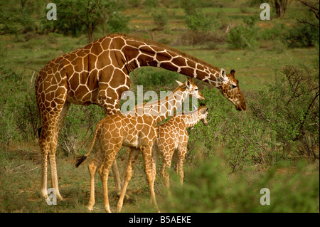 Netzartige Giraffe Samburu Kenia Ostafrika Afrika Stockfoto