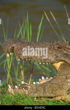 Krokodil in Sonne am Flussufer, Masai Mara, Kenia, Ostafrika, Afrika Stockfoto