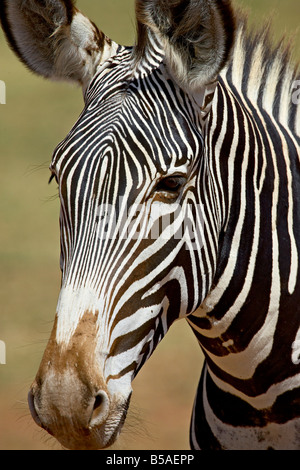 GREVY Zebra (Equus Grevyi), Samburu National Reserve, Kenia, Ostafrika, Afrika Stockfoto