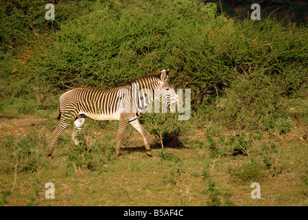 GREVY-Zebra Samburu National Reserve Kenia Ostafrika Africa Stockfoto