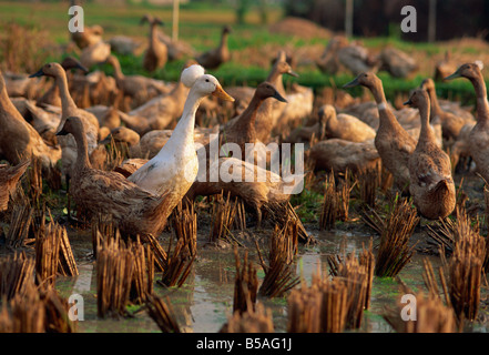 Hausenten, die Fütterung in Reisfelder bei Ubud, zentralen Bali, Indonesien, Südostasien Stockfoto