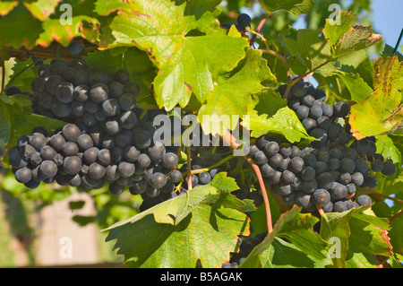 Schwarzen Trauben auf den verblassenden Herbst Reben, bereit für die Kommissionierung, in der Nähe von Remich, Luxemburg Mosel, Luxemburg, Europa Stockfoto