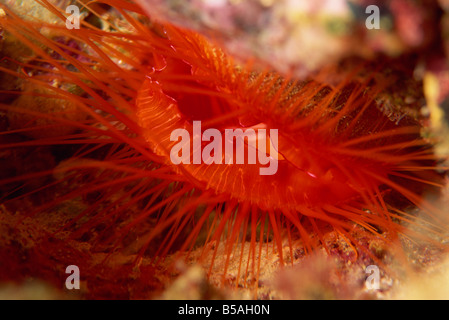 Oyster Shell Muschel (Datei Muschel), tief im Riff Felsspalten, Sabah, Borneo, Malaysia, Südost-Asien gefunden Stockfoto