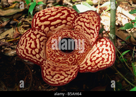 Die Rafflesia Die Grosste Blume Der Welt Keine Blatter Und Schmarotzt Tetrastigma Wein Sabah Malaysia Asien L Murray Stockfotografie Alamy