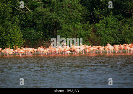 Flamingos, Celestun National Wildlife Refuge, Celestun, Yucatan, Mexiko, Nordamerika Stockfoto