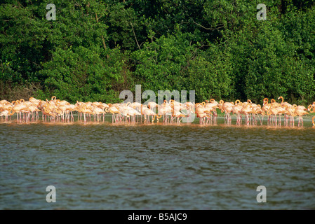 Flamingos, Celestun National Wildlife Regufe Celestun, Yucatan, Mexiko, Nordamerika Stockfoto