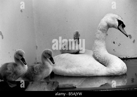 Dieser Schwan und seine Cygnets fanden sich auf einer Autobahn. Die Mutter von den Cygnet hatte Beed von einem vorbeifahrenden Auto getötet. Allerdings waren der Vater und die drei Babys ins Krankenhaus im Londoner Zoo gebracht wo sie betreut wurden. Juni 1980 80-03145-001 Stockfoto