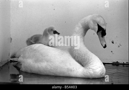 Dieser Schwan und seine Cygnets fanden sich auf einer Autobahn. Die Mutter von den Cygnet hatte Beed von einem vorbeifahrenden Auto getötet. Allerdings waren der Vater und die drei Babys ins Krankenhaus im Londoner Zoo gebracht wo sie betreut wurden. Juni 1980 80-03145-003 Stockfoto