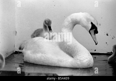 Dieser Schwan und seine Cygnets fanden sich auf einer Autobahn. Die Mutter von den Cygnet hatte Beed von einem vorbeifahrenden Auto getötet. Allerdings waren der Vater und die drei Babys ins Krankenhaus im Londoner Zoo gebracht wo sie betreut wurden. Juni 1980 80-03145-004 Stockfoto