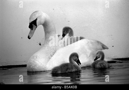 Dieser Schwan und seine Cygnets fanden sich auf einer Autobahn. Die Mutter von den Cygnet hatte Beed von einem vorbeifahrenden Auto getötet. Allerdings waren der Vater und die drei Babys ins Krankenhaus im Londoner Zoo gebracht wo sie betreut wurden. Juni 1980 80-03145-005 Stockfoto