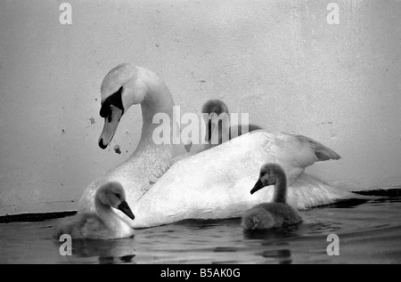 Dieser Schwan und seine Cygnets fanden sich auf einer Autobahn. Die Mutter von den Cygnet hatte Beed von einem vorbeifahrenden Auto getötet. Allerdings waren der Vater und die drei Babys ins Krankenhaus im Londoner Zoo gebracht wo sie betreut wurden. Juni 1980 80-03145-006 Stockfoto