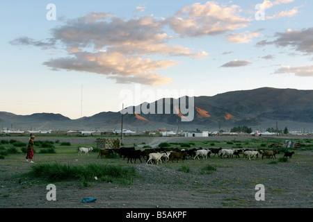 Herde von Ziegen Stockfoto