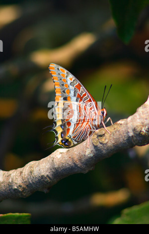 Zweiseitige Pascha Schmetterling, Charaxes Jasius. Am Stiel mit geschlossenen Flügeln Stockfoto