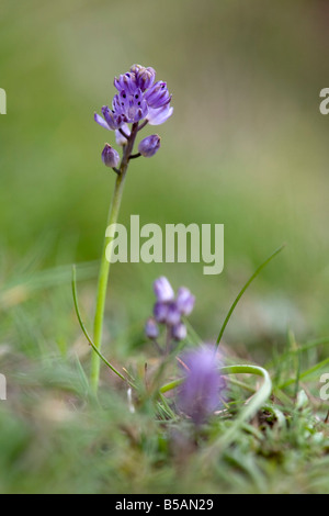 Herbst-Blaustern Scilla Autumnalis cornwall Stockfoto