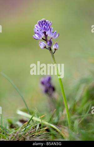 Herbst-Blaustern Scilla Autumnalis cornwall Stockfoto