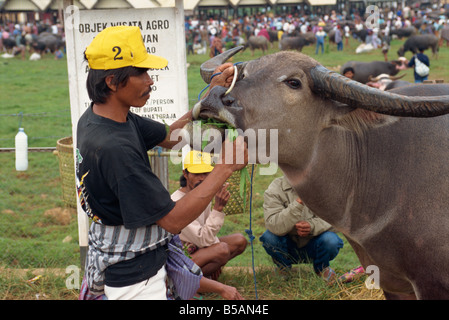 Mann mit Wasserbüffel am Markt, Rantepao, Toraja Bereich, Sulawesi, Indonesien, Südostasien Stockfoto