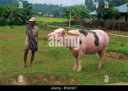 Mann mit Wasserbüffel zu Rantepao, Markt Toraja Bereich, Sulawesi, Indonesien, Südostasien Stockfoto