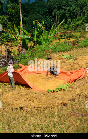 Reisernte, Toraja-Bereich, Sulawesi, Indonesien, Südostasien Stockfoto