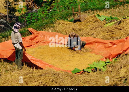 Reisernte, Toraja-Bereich, Sulawesi, Indonesien, Südostasien Stockfoto