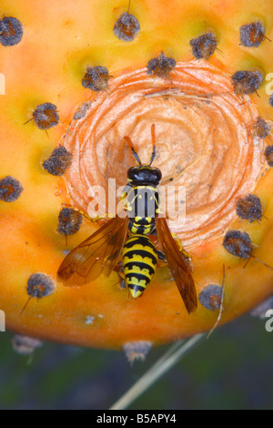 Paper Wasp (Polistes Gallicus) Reinigung selbst auf eine Stachelige Birne Frucht, (Opuntia Ficus-Indica). Stockfoto