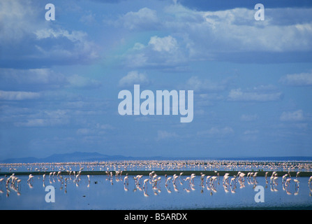 Natron-See, Östliche Rift Valley, Tansania, Ostafrika, Afrika Stockfoto