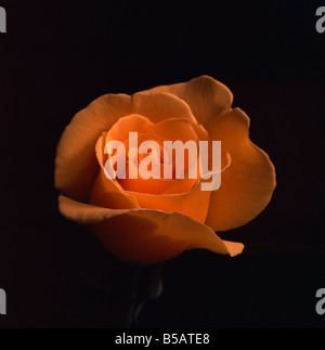 Einzelne gelbe rose Stockfoto