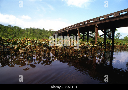 Holzbrücke über Mataponi Creek, Patuxent River Park, Croom Maryland USA Stockfoto