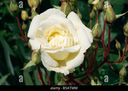 Weiße Rose Pax genommen in June M H Black hautnah Stockfoto