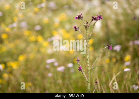 grosse Moos Distel Blütenstandsboden personata Stockfoto