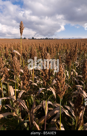 Kommerzielle Sorghum (Mais Ersatz) gewachsen für Futtermittel, Frankreich. Stockfoto