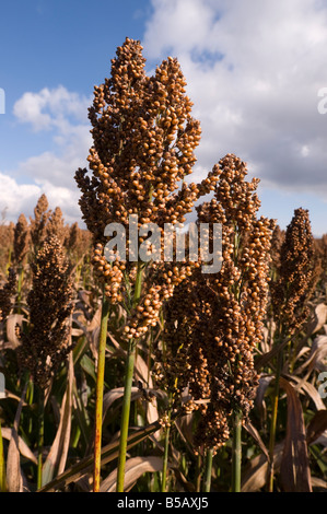 Kommerzielle Sorghum (Mais Ersatz) gewachsen für Futtermittel, Frankreich. Stockfoto