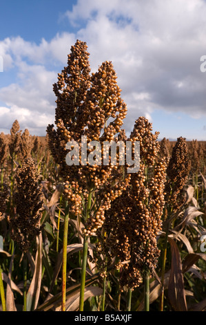 Kommerzielle Sorghum (Mais Ersatz) gewachsen für Futtermittel, Frankreich. Stockfoto