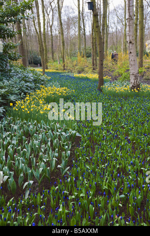 Zeitigen Frühjahr Blumen, Keukenhof, Parks und Gärten in der Nähe Amsterdam, Niederlande, Europa Stockfoto